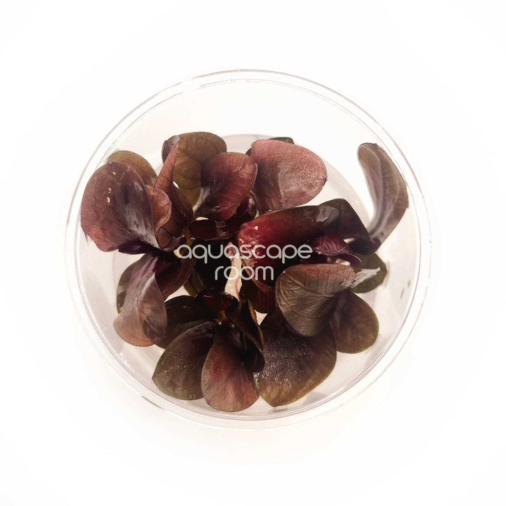 Echinodorus 'Reni' Tissue Culture