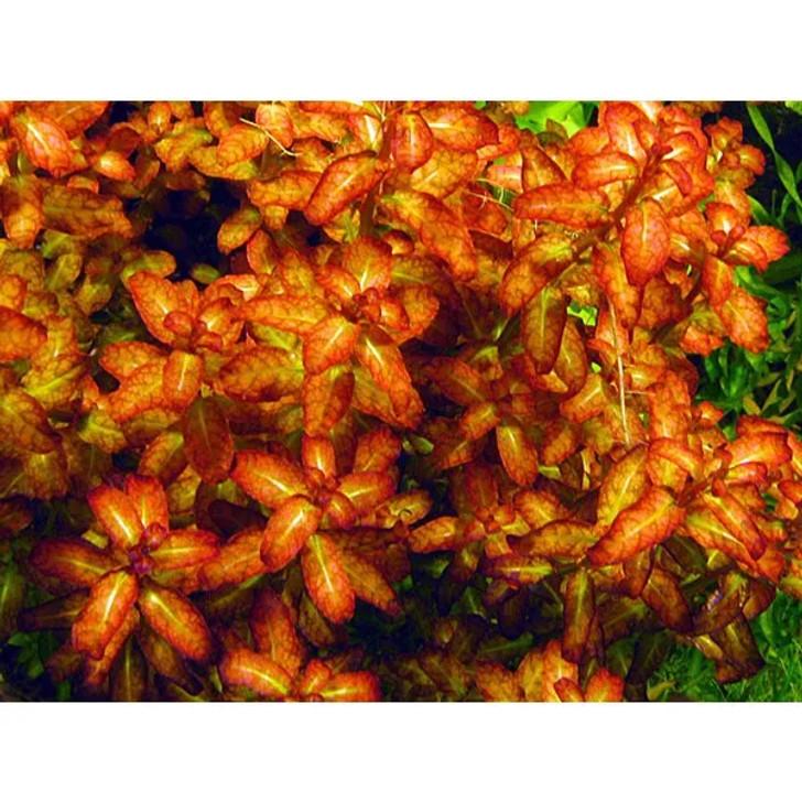 Ludwigia Senegalensis 'Guinea' Tissue Culture