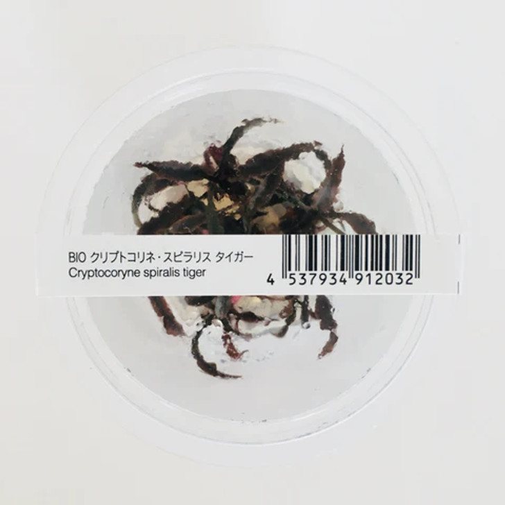 Cryptocoryne Spiralis Tiger ADA Tissue Culture