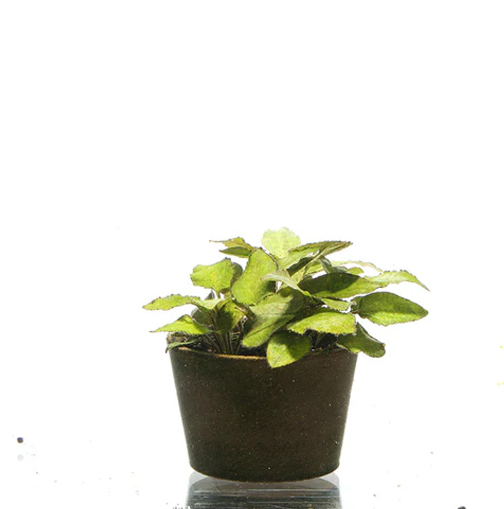 Lagenendra Keralensis ADA Tissue Culture