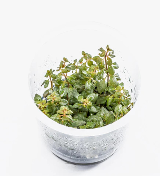 Ludwigia Repens 'Super Red' ADA Tissue Culture