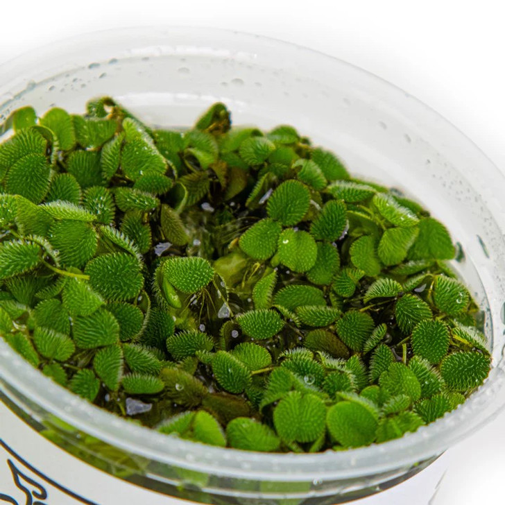 1-2-Grow! Salvinia Minima