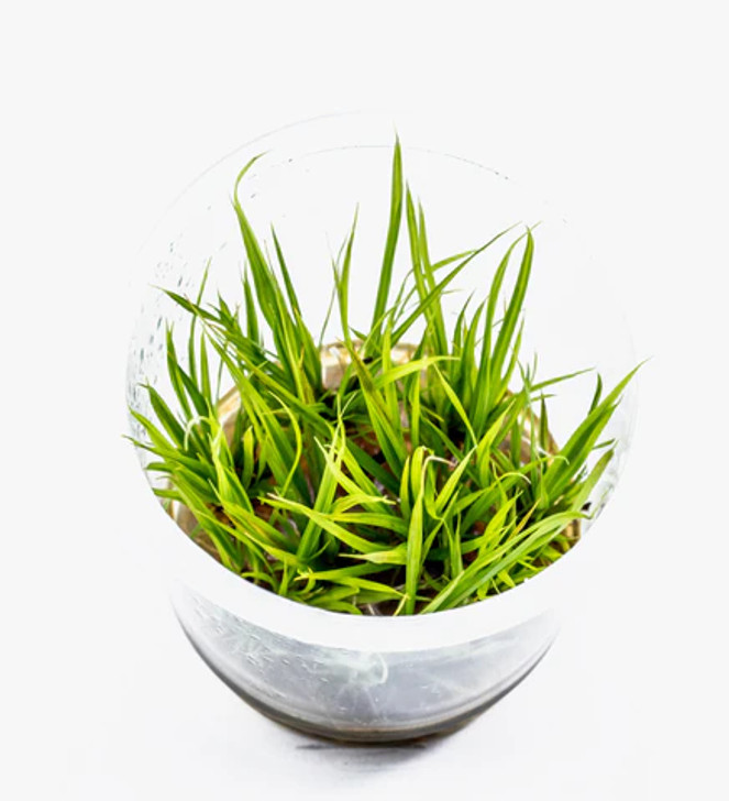 Cyperus helferi ADA Tissue Culture