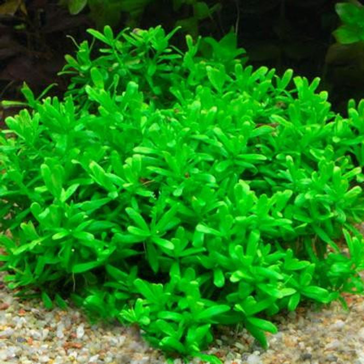 Hedyotis Salzmannii