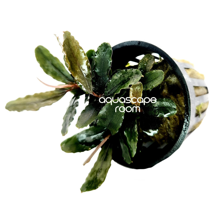 Bucephalandra Brownie Blue