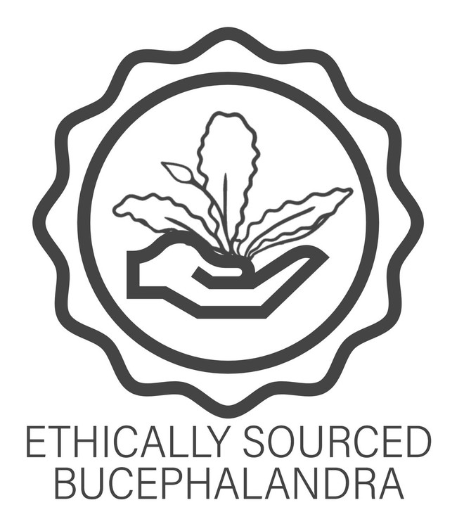 Bucephalandra Deep Blue