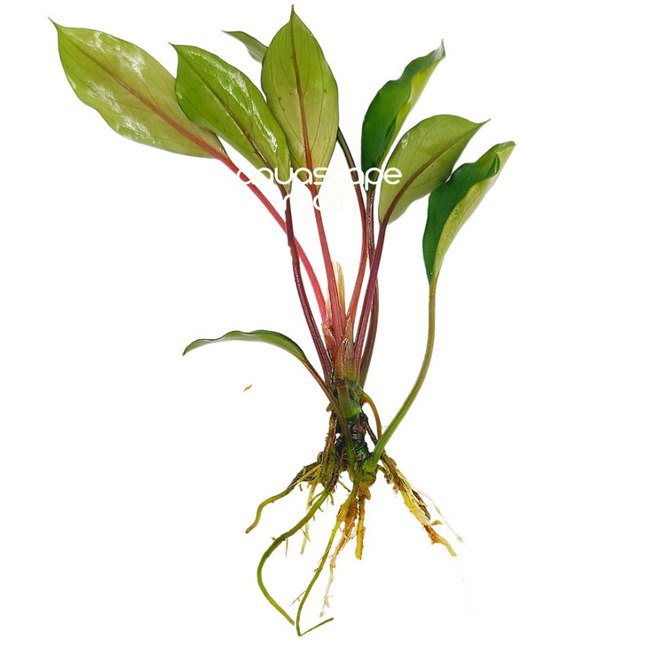 Bucephalandra Deep Blue