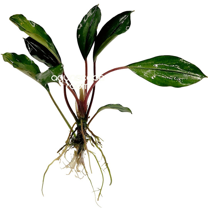 Bucephalandra Deep Blue