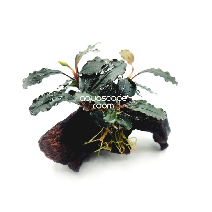 Bucephalandra Brownie Ghost Ulu Kapus on Driftwood