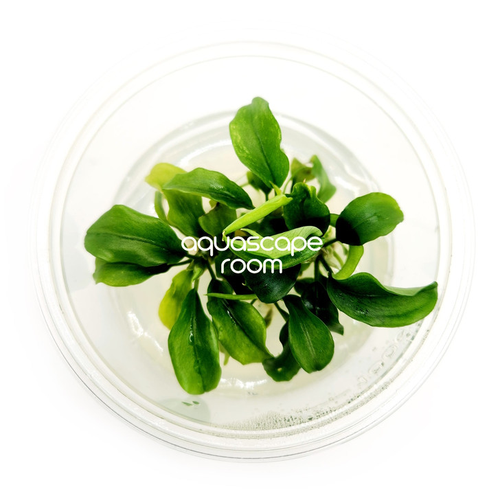 Bucephalandra Deep Blue – Low-Light Aquascaping Plant