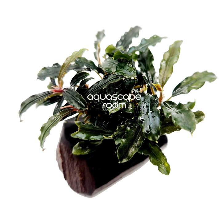 Bucephalandra on Driftwood – Easy Aquascape Accent