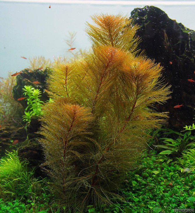 Myriophyllum Aquaticum 'Roraima' Tissue Culture