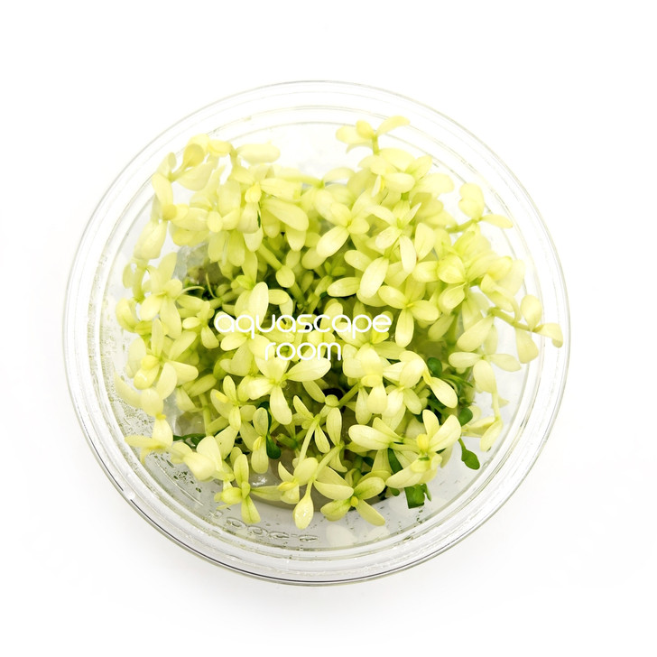 Bacopa Compact 'White' Tissue Culture