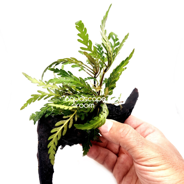 Hygrophila Pinnatifida on Driftwood