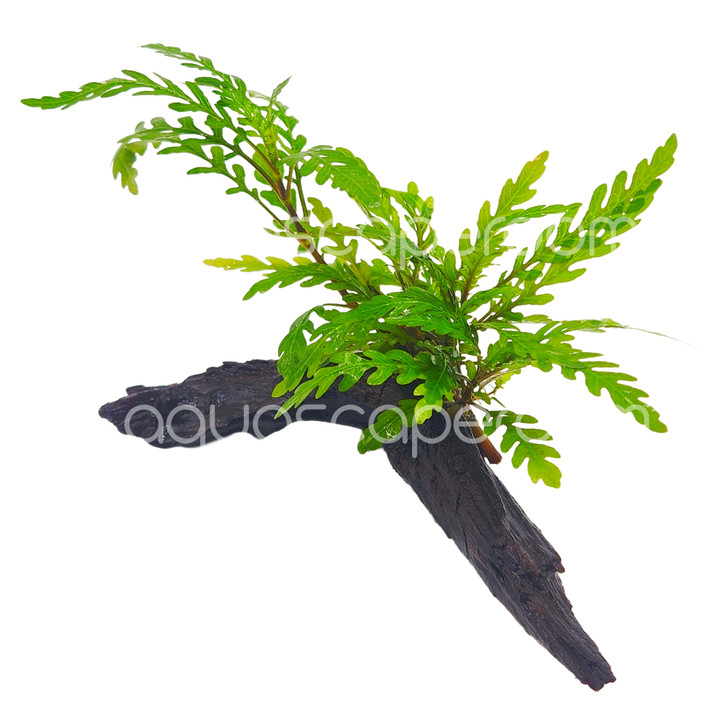 Hygrophila Pinnatifida on Driftwood