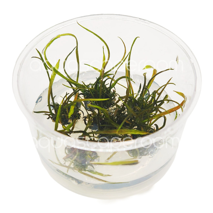 Cryptocoryne Tonkinensis Tissue Culture
