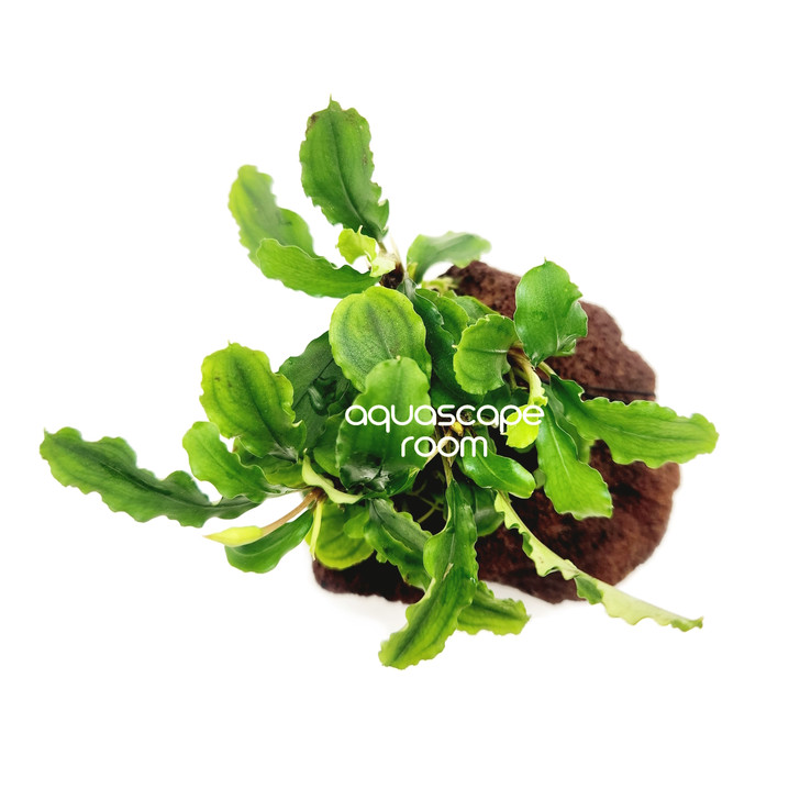 Bucephalandra 'Green Wavy' on Lava Stone