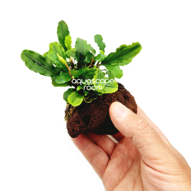 Bucephalandra 'Green Wavy' on Lava Stone