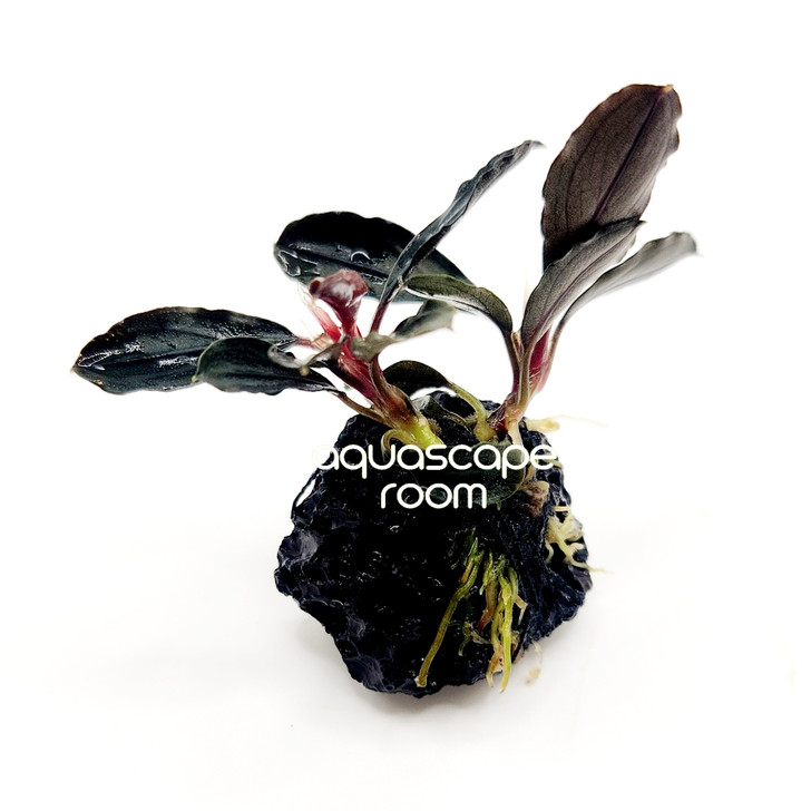 Bucephalandra Red Mini On Stone