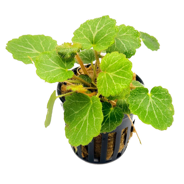 Saxifraga stolonifera (Strawberry Begonia)