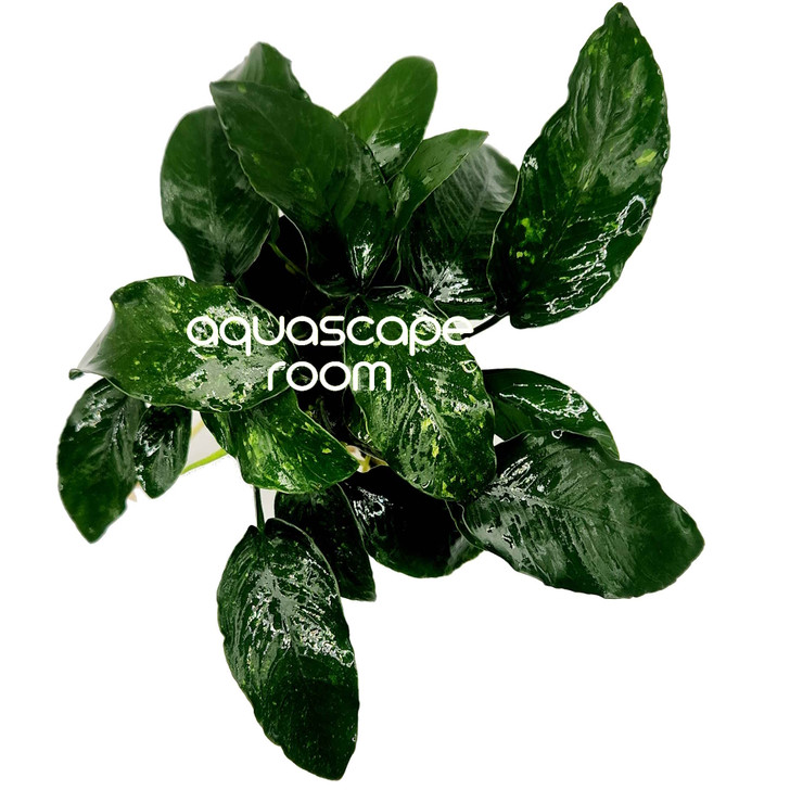 Anubias Barteri 'Oriental Green'