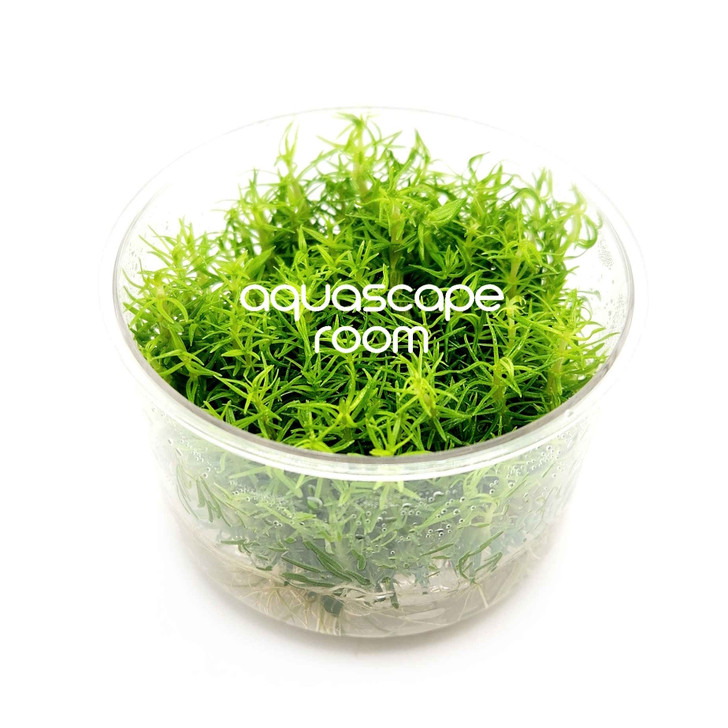Pogostemon Erectus Tissue Culture