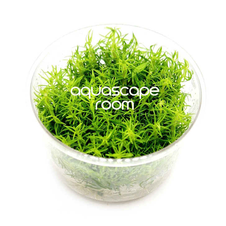 Pogostemon Erectus Tissue Culture