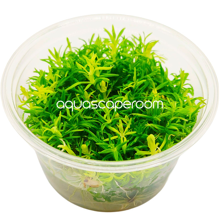 Pogostemon Erectus Tissue Culture