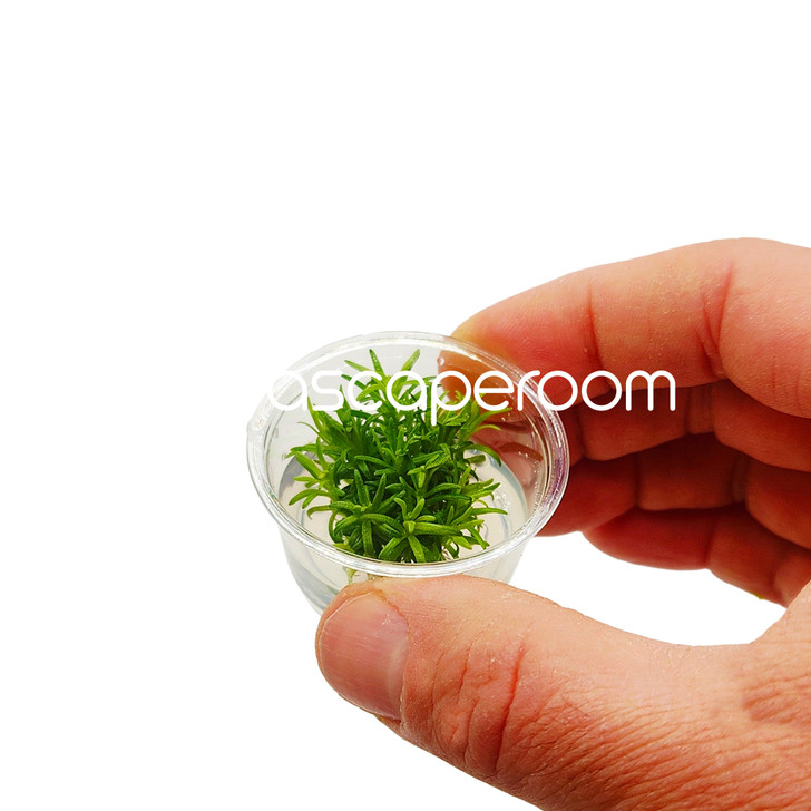 Pogostemon Erectus Tissue Culture