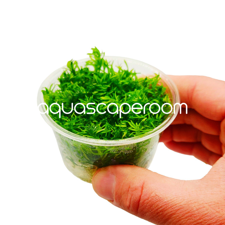 Pogostemon Erectus Tissue Culture