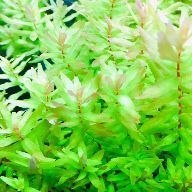Rotala Macrandra Green Tissue Culture