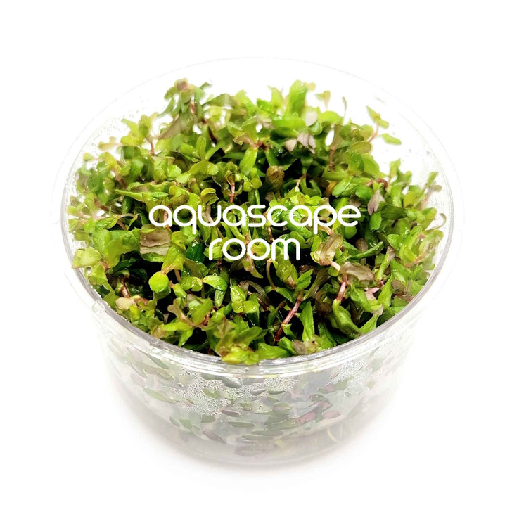 Rotala Macrandra Green Tissue Culture