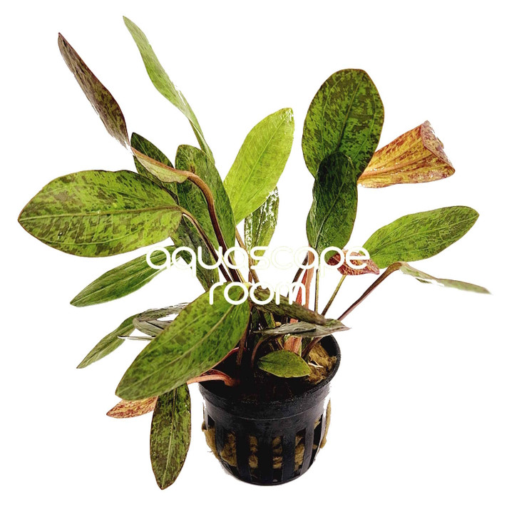 Echinodorus 'Little Mystery'