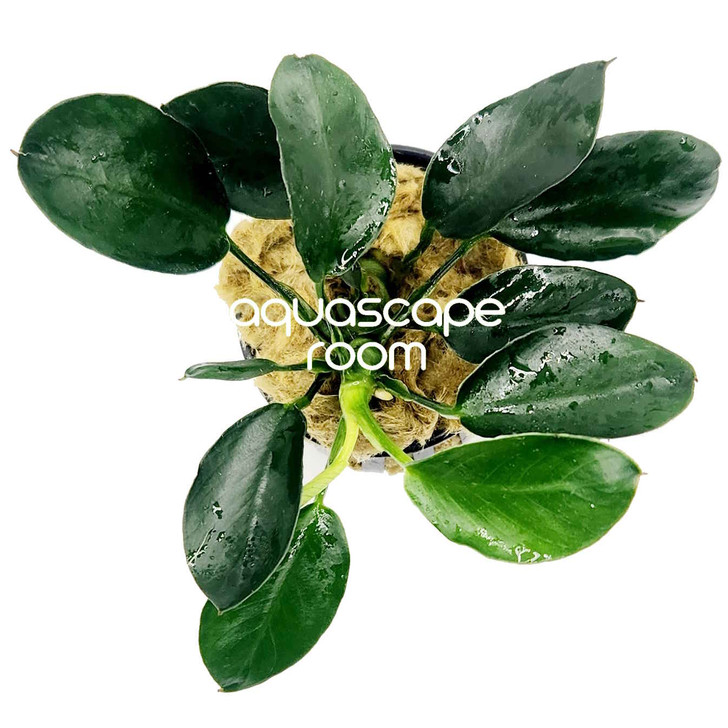 Anubias 'Dark Moon'