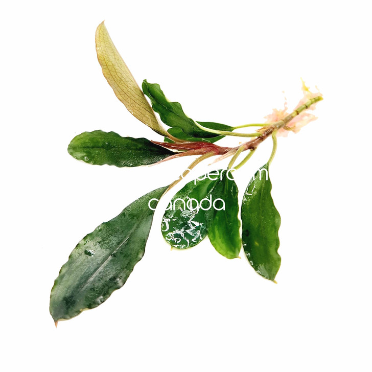 Bucephalandra Trio (3- Plant Combo)