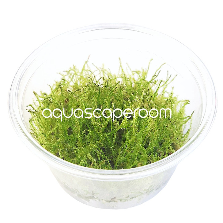 Vesicularia dubyana 'Christmas' Tissue Culture