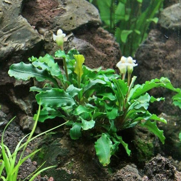 Bucephalandra Green Wavy