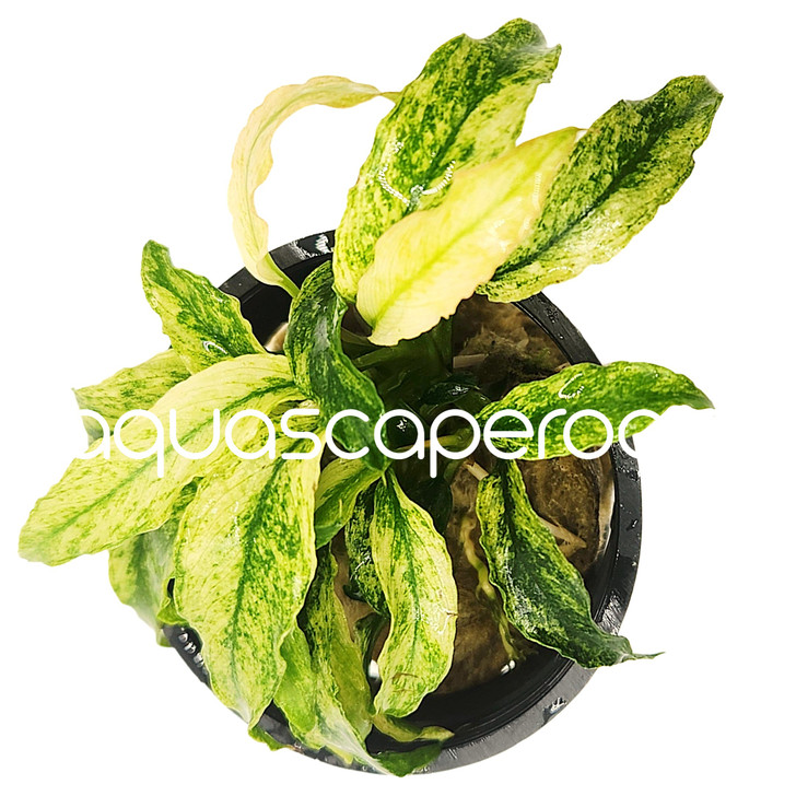 Anubias barteri var. glabra 'Variegated'