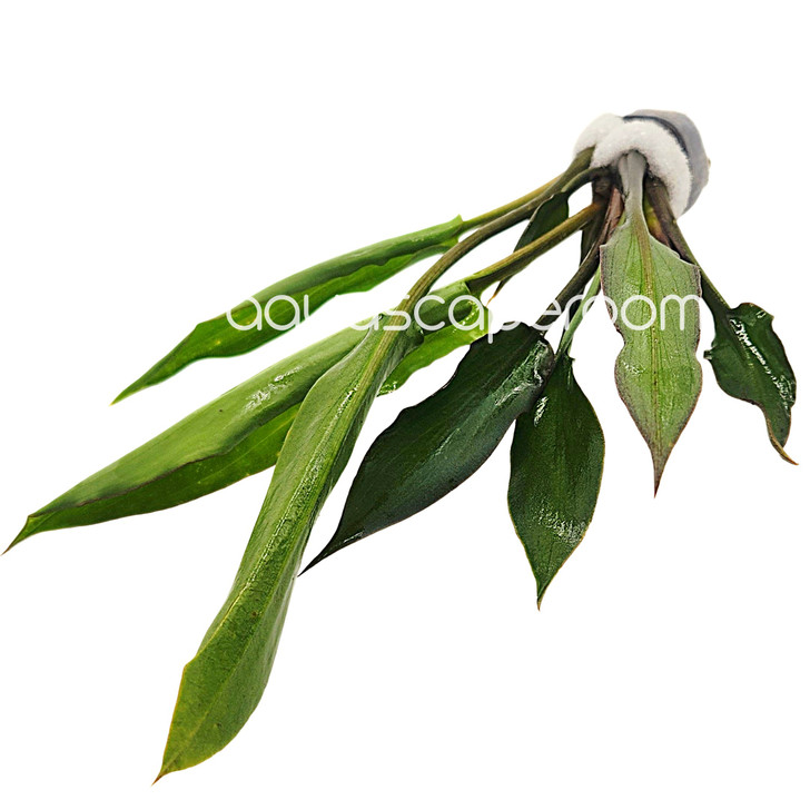 Cryptocoryne Ciliata