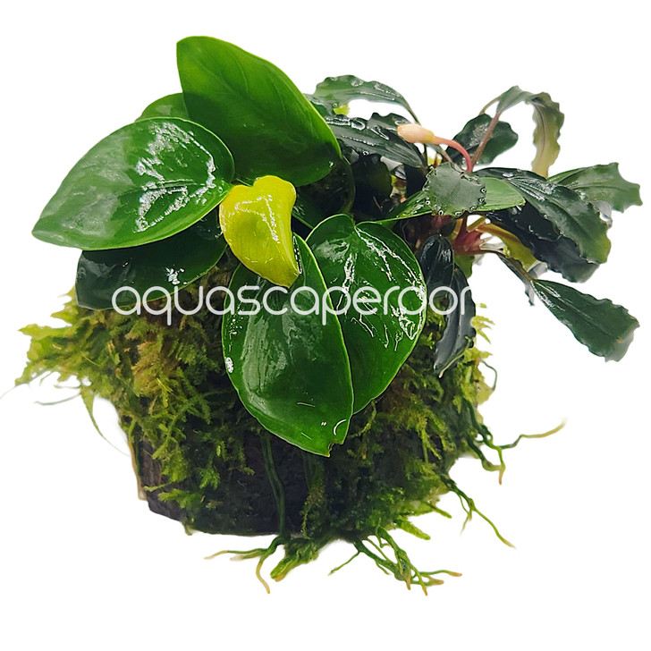 Anubias & Bucephalandra Moss Shell