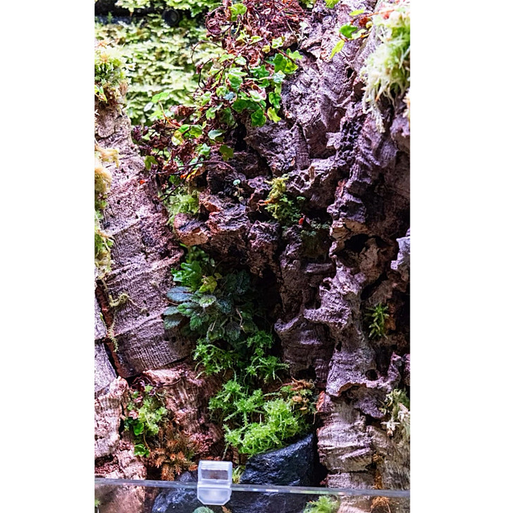 Natural Cork Rounds (8-12")