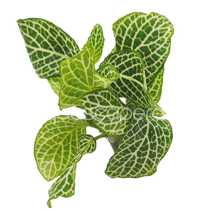 Fittonia Argyronanta