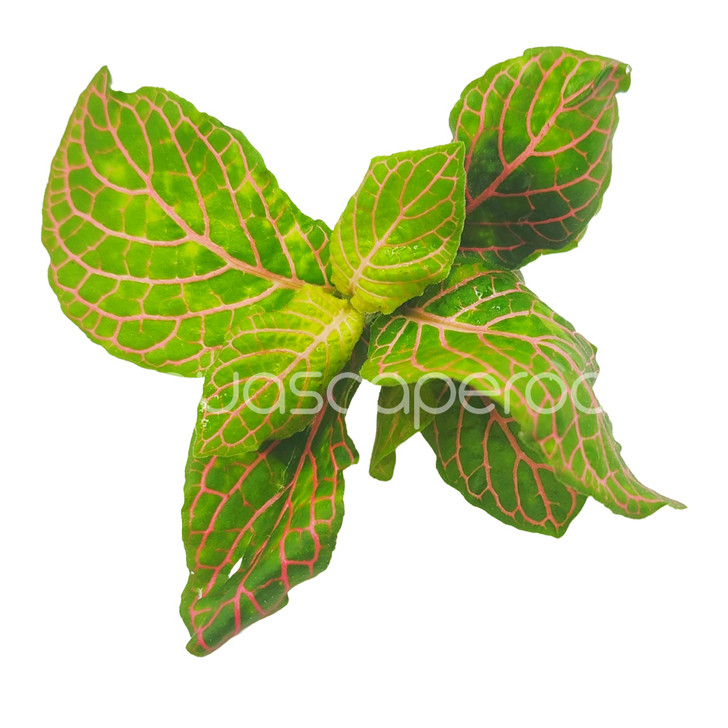 Fittonia Red