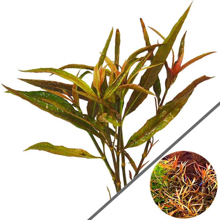 Hygrophila cordata ‘Red’