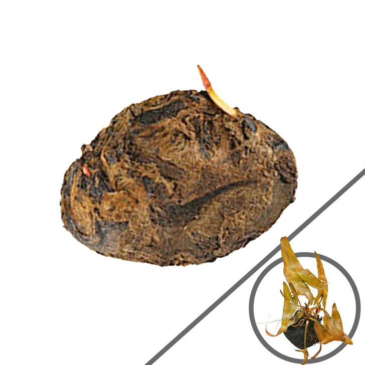 Nymphaea Rubra- Sprouted Bulb