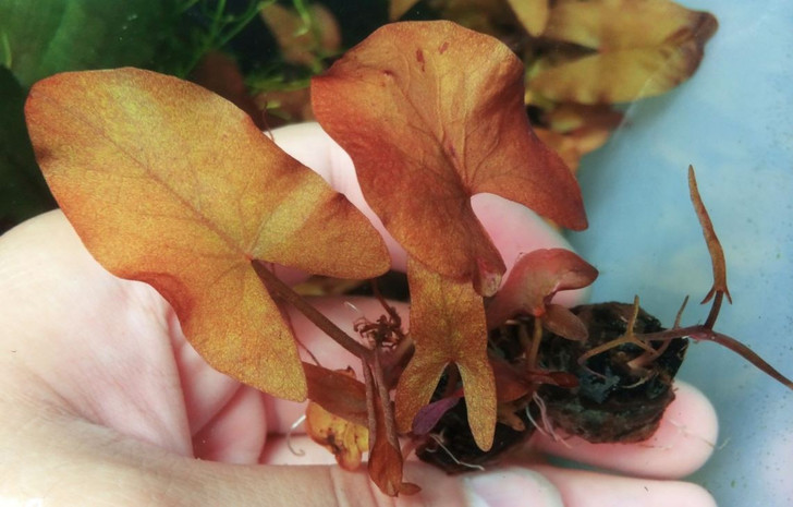Nymphaea Rubra- Sprouted Bulb