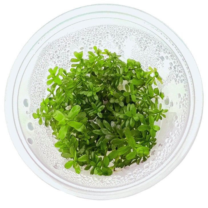 Rotala ceylon Tissue Culture