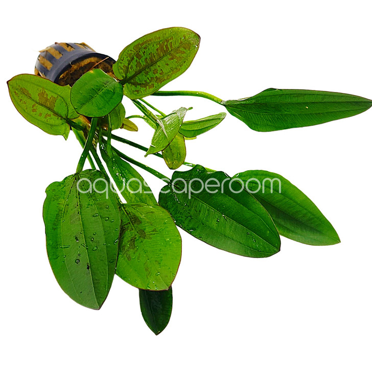 Echinodorus ‘Red Edge’ Variegated