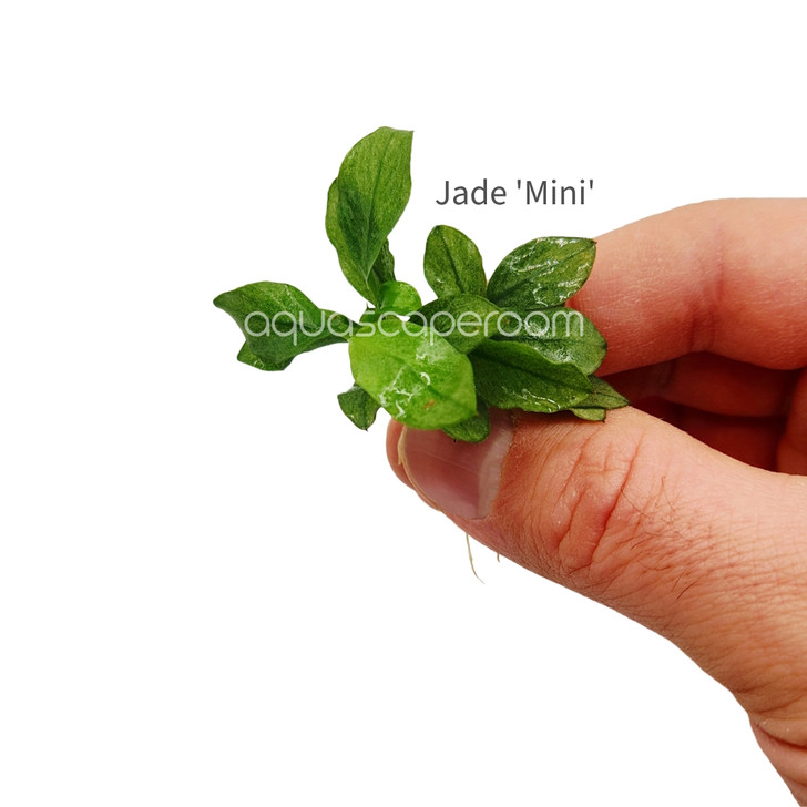 Anubias sp. 'Jade' Mini