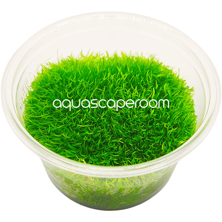 Utricularia graminifolia Tissue Culture